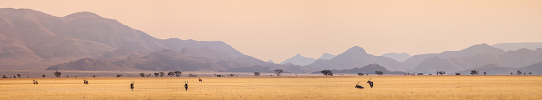 The Versatile “Miracle Tree”